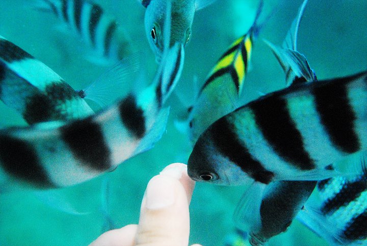 Fish Feeding by Ada