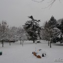 Winter Wonderland