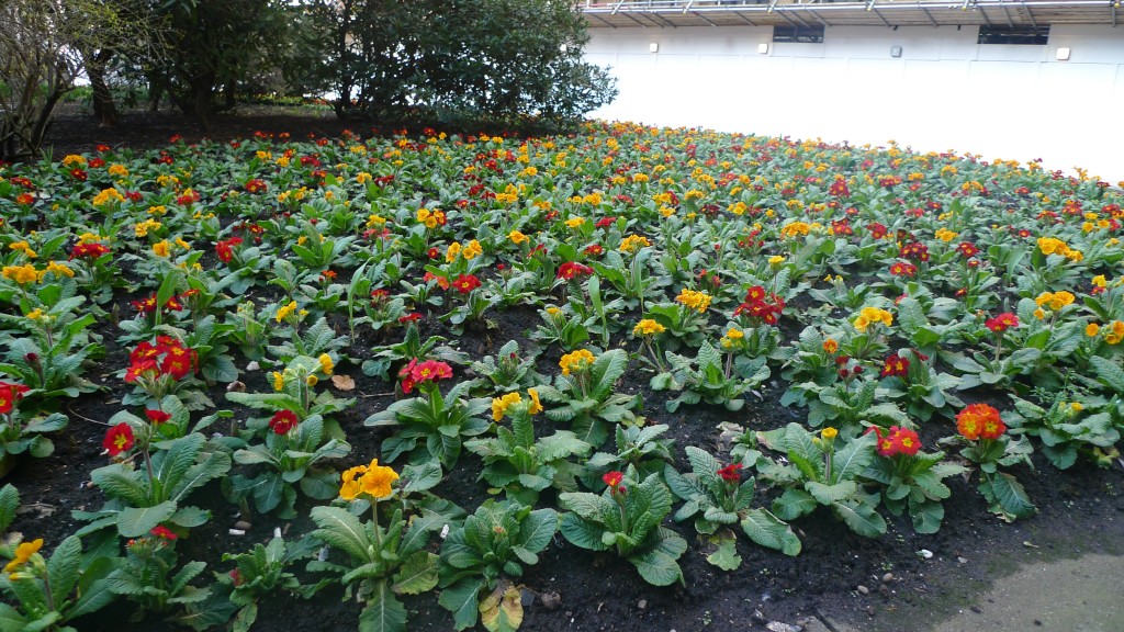 Flowers Bloom