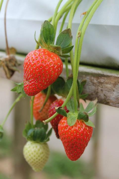 Life is Delicious -Eat a Strawberry!