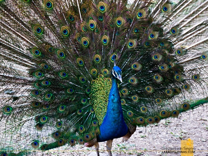 I wanna see your Peacock!