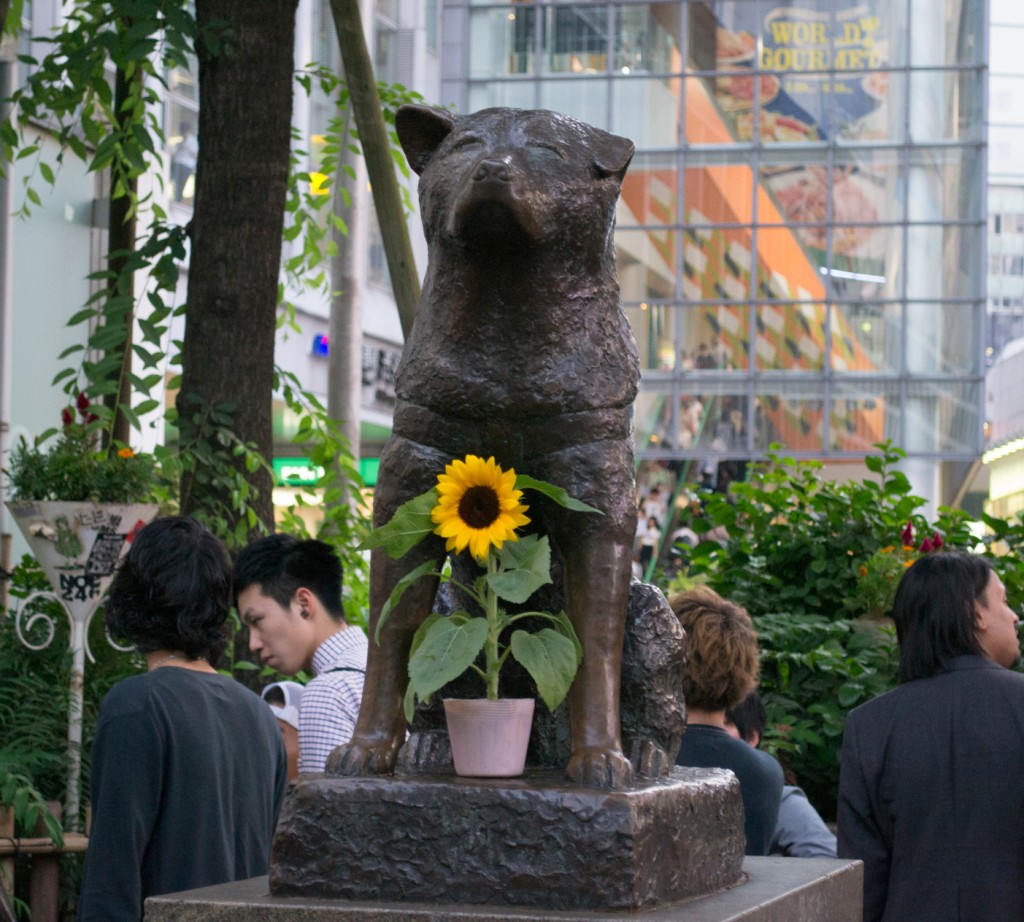 Hachiko - The Loyal Friend