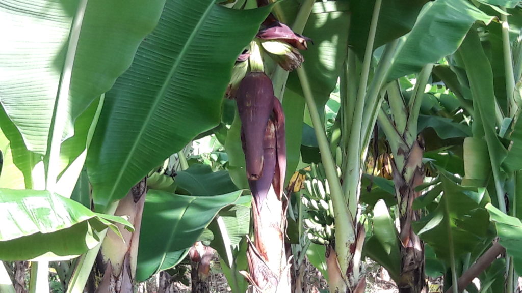 Oo, saging lang ang may puso!